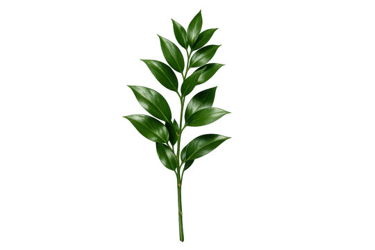 Fresh green ruscus plant branch on transparent background