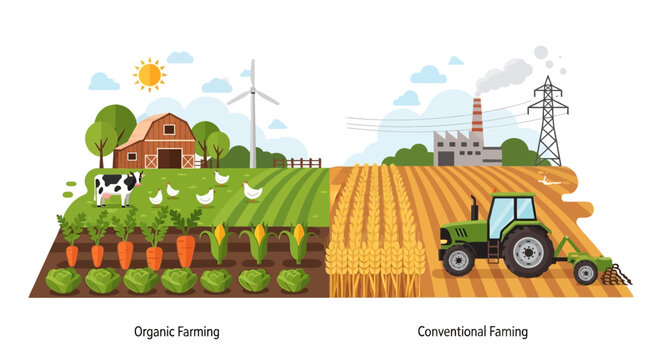 Organic vs. Conventional Farming Illustration: Sustainable Agriculture, Eco-Friendly Food Production & Industrial Practices Comparison