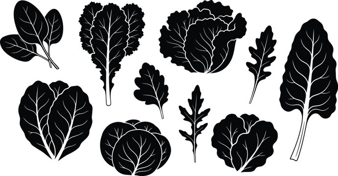 Collection of various leaf shapes and sizes