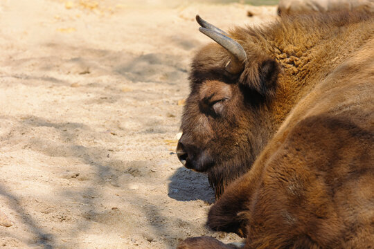 Bison resting on sandy ground in the foreground with natural light