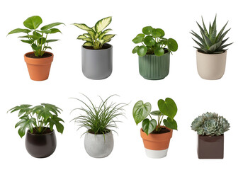 Fototapeta premium A collection of eight diverse indoor houseplants displayed in various modern decorative ceramic pots