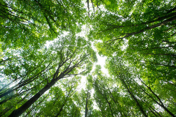 Obraz premium Forest trees. nature green wood sunlight backgrounds