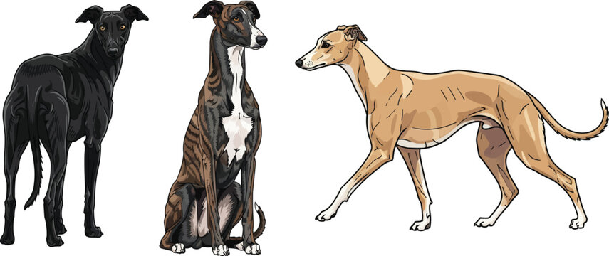 Polish Greyhound dog walking sitting standing rear view pose set