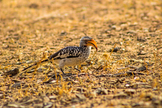 Southern Yellow-billed Hornbill, Tockus leucomelas, busy foraging in the late afternoon on the ground among the sparse vegetation of the Kalahari Desert