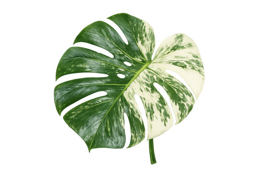 Monstera deliciosa albo variegated leaf on transparent background
