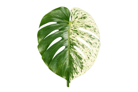 Variegated monstera albo leaf tropical plant transparent background