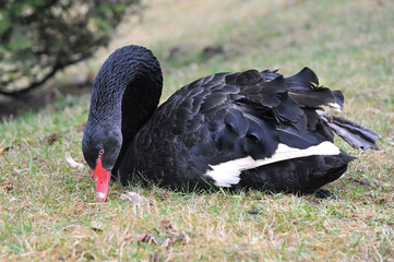 Closeup black swan (cygnus atratus) resting in spring park and eating young grass.Nature, swan in spring, wildlife , fauna protection. © Mariana