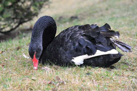 Closeup black swan (cygnus atratus) resting in spring park and eating young grass.Nature, swan in spring, wildlife , fauna protection.