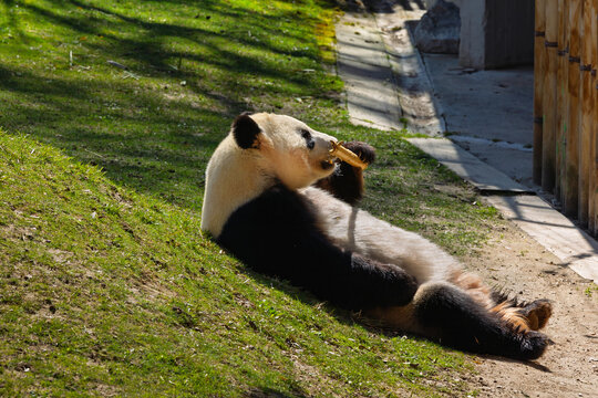 Panda Bear Eating Bamboo Lying on Grass in Natural Light
