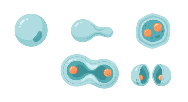 Cell Division Process Stages Illustration: Mitosis and Meiosis in Biology, Medical Science, and Healthcare. Microscopic Life Cycle for Educational Content