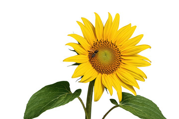 Obraz premium Sunflower with a bee actively pollinating its yellow petals and central disc, collecting nectar. Transparent background