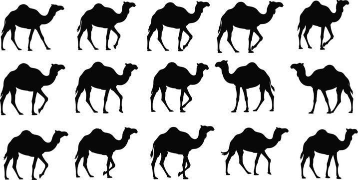 Camel silhouette set, walking dromedary camels collection, desert animal vector illustration, black isolated shapes, different poses, wildlife graphic, Arabian camel icons pack