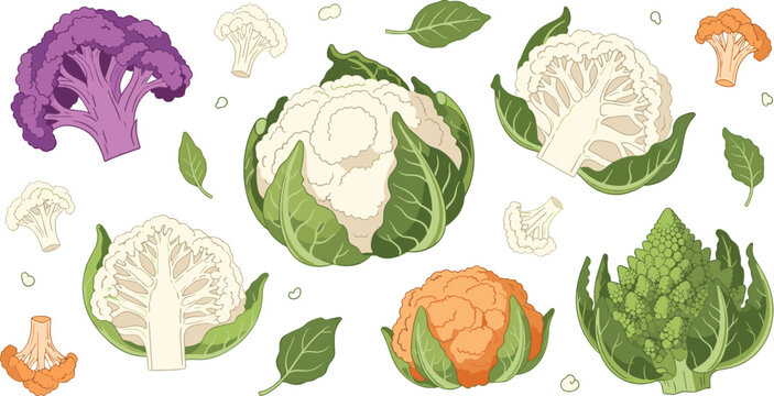 Hand drawn cauliflower vector set with colorful purple orange green and white varieties including romanesco broccoli and fresh leaves isolated on white background