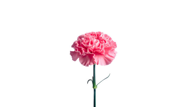 Single pink carnation against a stark black backdrop. Its stem and sepals are visible