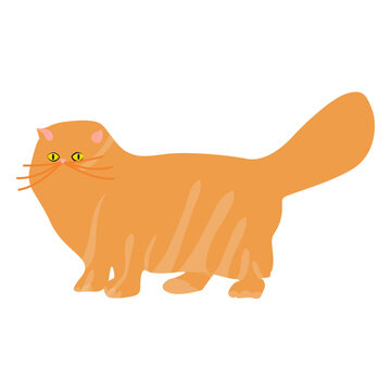 Pet cat illustration