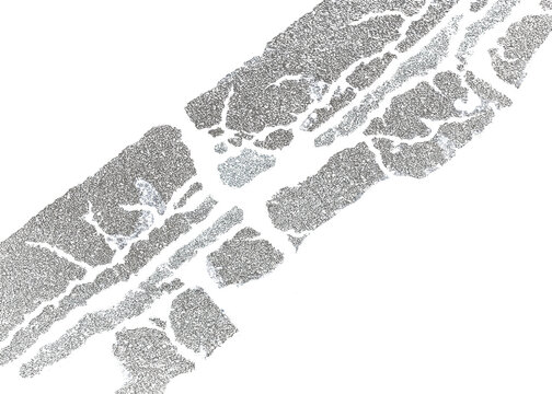 High-Resolution Macro Texture Overlay of Distressed Black Asphalt and Cracks - Transparent PNG