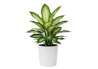 Obraz premium A vibrant dieffenbachia plant with large variegated green and cream leaves in a white ceramic pot