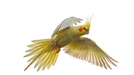 Fototapeten Papagei Vibrant yellow cockatiel parrot soaring gracefully in flight with outstretched wings.  © randolph