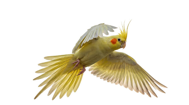 Vibrant yellow cockatiel parrot soaring gracefully in flight with outstretched wings.