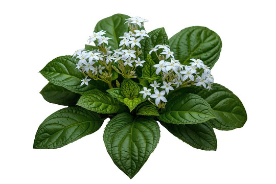 Pentas lanceolata plant with white star cluster flowers blooming and green leaves, transparent background