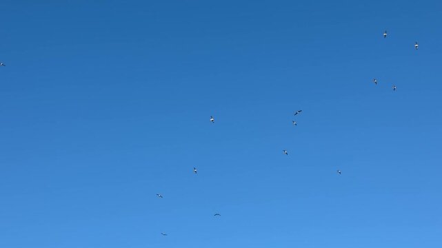 birds flying in the clear blue sky
