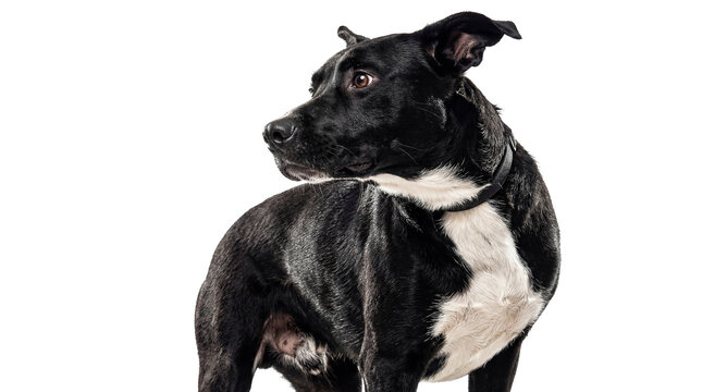 Photograph of an alert black and white dog looking back over its shoulder.