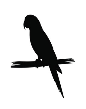 Black silhouette of a parrot on a branch bird vector illustration EPS PNG file