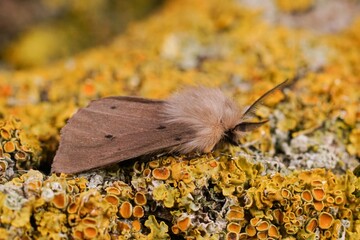 Closeup on a European muslin moth, Diaphora mendica on wood in the garden © Henk