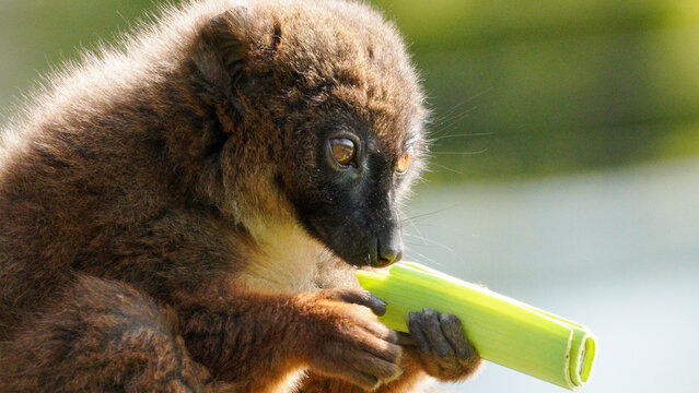 A lemur with distinctive brown fur and a black face holds a green vegetable, set in an outdoor environment.