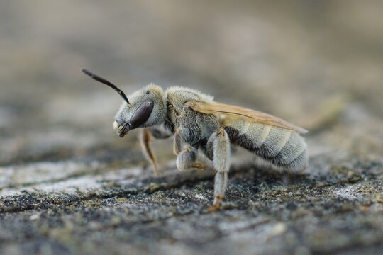Closeup of a female of the Mealy Metallic-Furrow Bee, Vestitohalictus pollinosus