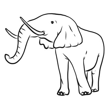 Elephant ear ivory trunk sketch