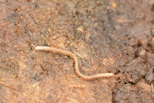 Closeup on a Spotted snake millipede Blaniulus guttulatus, centipede on rotten wood with it's typical red spots