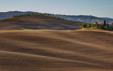 Naklejka premium Rolling cultivated hills of Val d'Orcia, Tuscany, Italy.
