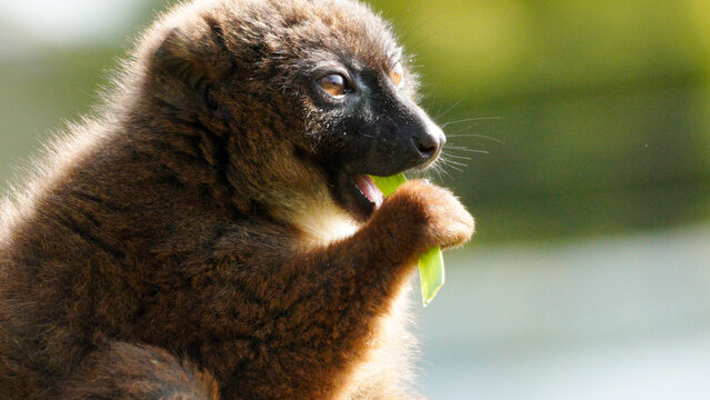 A lemur with fluffy brown fur is seen holding a green leaf in its paw, eating in an outdoor setting with a blurred background.