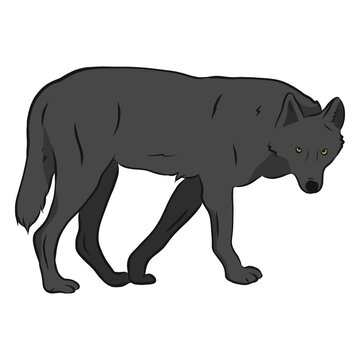 Wolf predator tail leg illustration