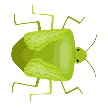 Bug bedbug chinch flat