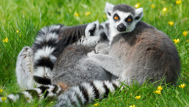Ring-tailed lemurs gather closely on a grassy field, highlighting their unique black and white tails. The outdoor setting features green grass and yellow flowers.