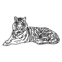 Fototapeta premium Tiger stripe fur line