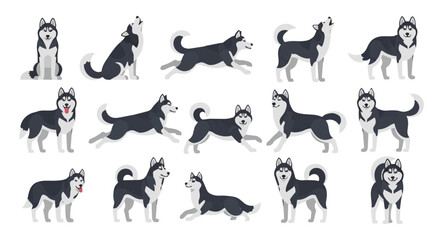 Obraz premium Comprehensive set of Siberian Husky dog vector illustrations Clipart in different poses. Isolated on white background in a clean flat design style.