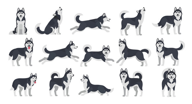 Comprehensive set of Siberian Husky dog vector illustrations Clipart in different poses. Isolated on white background in a clean flat design style.