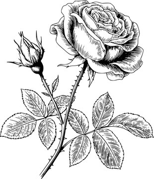 Detailed black and white engraving of a blooming rose with a bud and leaves a white background