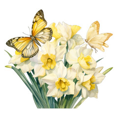 Fototapeta premium Watercolor White Daffodils and Butterfly Clipart Bouquet, Spring Narcissus Floral Illustration Isolated on White Background