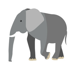 Obraz premium Elephant ear ivory trunk tail flat