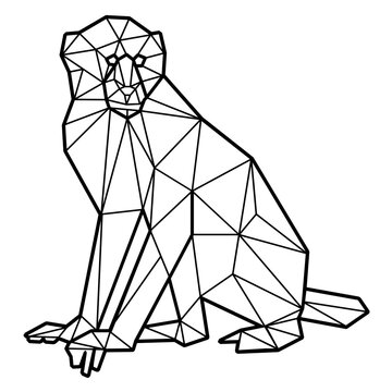 Capuchin monkey polygonal