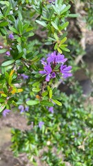 Obraz premium purple flowers in the garden