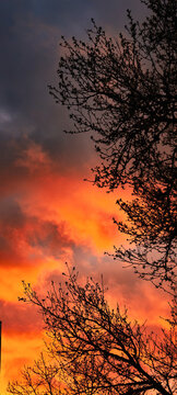 Dramatic orange and red sunset sky with tree branch silhouettes