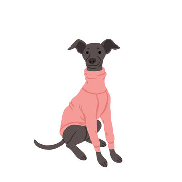 Cute small dog breeds clipart set with funny poses, adorable puppies in sweaters and clothes, playful vector illustrations with woof and good boi text, toy dog sticker collection