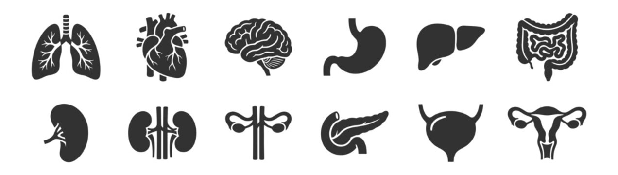 collection of human internal organs icons including lungs heart brain stomach liver intestines kidney pancreas bladder uterus on transparent background