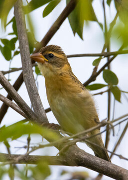 Baya weaver female perching in a tree