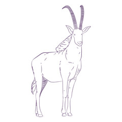 Wild animal antelope hand drawn © Vexels